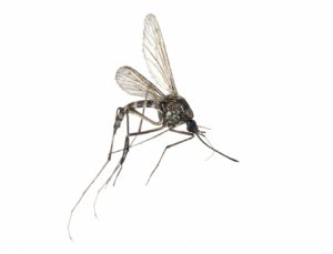 Mosquito